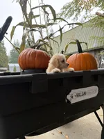 Puppy 5, a female Miniature Schnauzer and Poodle - Toy  for sale in Blaine, WA – 2 of 4