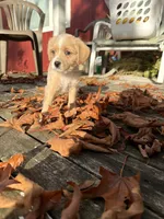 Puppy 3, a male Poodle - Toy  for sale in Blaine, WA – 3 of 3