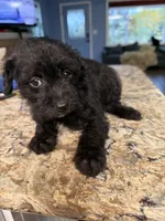 Puppy 2, a female Poodle - Toy  for sale in Blaine, WA – 2 of 2