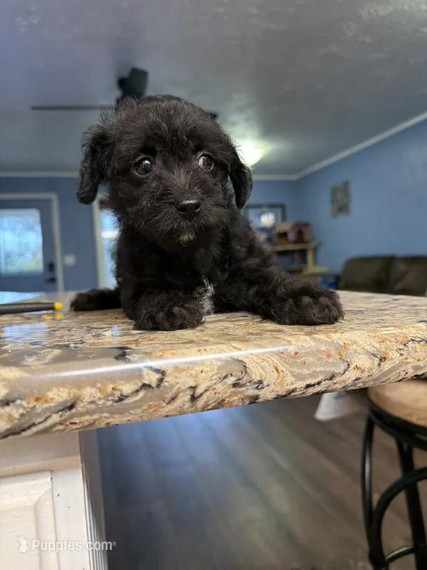 Puppy 2 – Poodle - Toy  puppy for sale in Blaine, WA