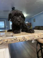 Puppy 2, a female Poodle - Toy  for sale in Blaine, WA – 1 of 2