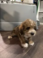 Puppy 1, a male Poodle - Toy  for sale in Blaine, WA – 5 of 5