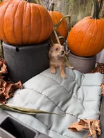 Puppy 6, a female Miniature Schnauzer and Poodle - Toy  for sale in Blaine, WA – 2 of 4