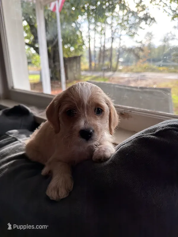 Puppy 3 – Poodle - Toy  puppy for sale in Blaine, WA