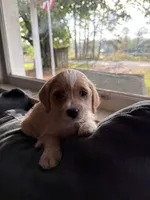 Puppy 3, a male Poodle - Toy  for sale in Blaine, WA – 1 of 3