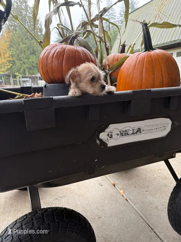 Puppy 6 – Miniature Schnauzer, Poodle - Toy  puppy for sale in Blaine, WA