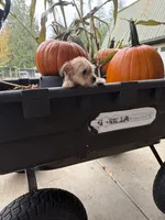 Puppy 6, a female Miniature Schnauzer and Poodle - Toy  for sale in Blaine, WA – 1 of 4