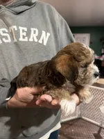 Puppy 1, a male Poodle - Toy  for sale in Blaine, WA – 2 of 5