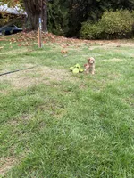 Puppy 6, a female Miniature Schnauzer and Poodle - Toy  for sale in Blaine, WA – 3 of 4