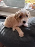 Puppy 3, a male Poodle - Toy  for sale in Blaine, WA – 2 of 3