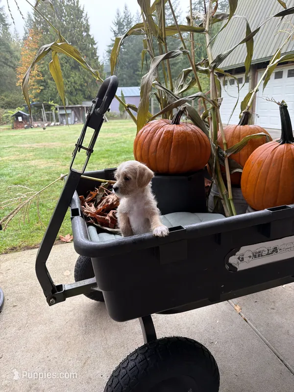 Puppy 3 – Poodle - Toy  puppy for sale in Blaine, WA