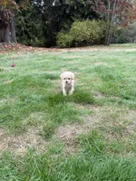 Puppy 5, a female Miniature Schnauzer and Poodle - Toy  for sale in Blaine, WA – 3 of 4