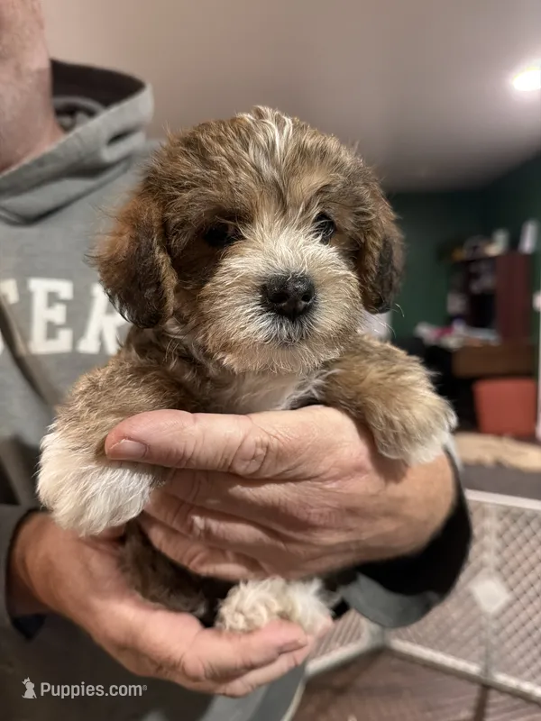 Puppy 1 – Poodle - Toy  puppy for sale in Blaine, WA