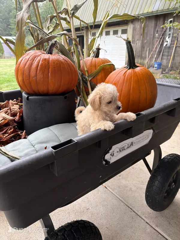 Puppy 5 – Miniature Schnauzer, Poodle - Toy  puppy for sale in Blaine, WA