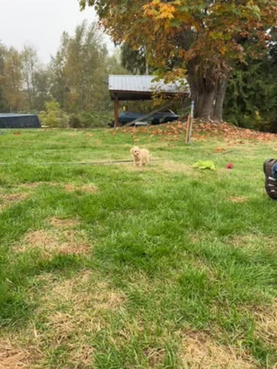 Puppy 5, a female Miniature Schnauzer and Poodle - Toy  for sale in Blaine, WA – 4 of 4