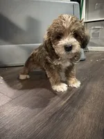 Puppy 1, a male Poodle - Toy  for sale in Blaine, WA – 4 of 5