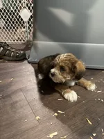 Puppy 1, a male Poodle - Toy  for sale in Blaine, WA – 3 of 5