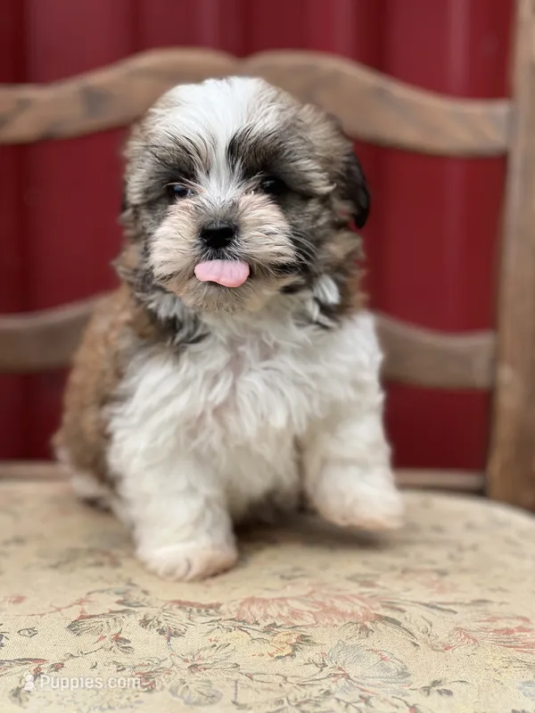 Snoopy – Havanese puppy for sale in Schoharie, NY