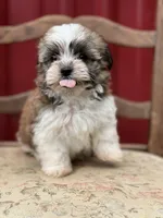 Snoopy, a male Havanese for sale in Schoharie, NY – 1 of 2