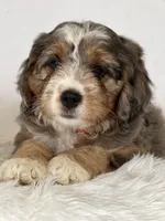 Colette — Bramble & Bern’s Colette in Cashmere, a female Cavalier King Charles Spaniel and Miniature Bernedoodle for sale in Schoharie, NY – 2 of 2