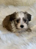 Sasha, a female Havanese for sale in Schoharie, NY – Photo 2 of 2