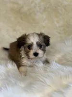 Sasha, a female Havanese for sale in Schoharie, NY – Photo 1 of 2