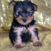 Mushy, a male Yorkshire Terrier for sale in Schoharie, NY – Photo 8 of 9