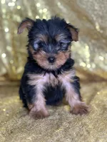 Mushy, a male Yorkshire Terrier for sale in Schoharie, NY – Photo 8 of 9