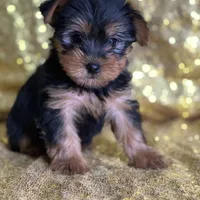 Mushy, a male Yorkshire Terrier for sale in Schoharie, NY – Photo 4 of 9