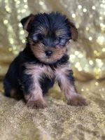 Mushy, a male Yorkshire Terrier for sale in Schoharie, NY – Photo 4 of 9