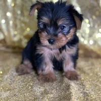 Mushy, a male Yorkshire Terrier for sale in Schoharie, NY – Photo 2 of 9
