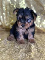 Mushy, a male Yorkshire Terrier for sale in Schoharie, NY – Photo 2 of 9