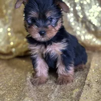 Mushy, a male Yorkshire Terrier for sale in Schoharie, NY – Photo 6 of 9