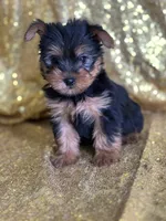 Mushy, a male Yorkshire Terrier for sale in Schoharie, NY – Photo 6 of 9