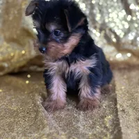 Mushy, a male Yorkshire Terrier for sale in Schoharie, NY – Photo 3 of 9