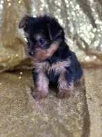 Mushy, a male Yorkshire Terrier for sale in Schoharie, NY – Photo 3 of 9
