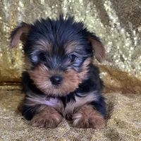 Mushy, a male Yorkshire Terrier for sale in Schoharie, NY – Photo 1 of 9