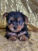 Mushy, a male Yorkshire Terrier for sale in Schoharie, NY – Photo 1 of 9