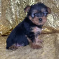 Mushy, a male Yorkshire Terrier for sale in Schoharie, NY – Photo 5 of 9