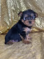 Mushy, a male Yorkshire Terrier for sale in Schoharie, NY – Photo 5 of 9
