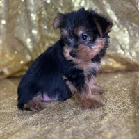 Mushy, a male Yorkshire Terrier for sale in Schoharie, NY – Photo 9 of 9