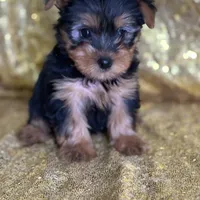 Mushy, a male Yorkshire Terrier for sale in Schoharie, NY – Photo 7 of 9