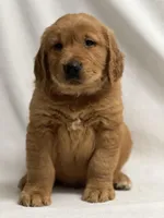 Jack, a male Golden Retriever for sale in Schoharie, NY – Photo 2 of 2