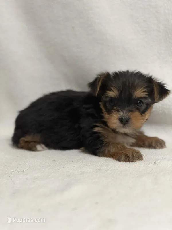 Mamie, a female Yorkshire Terrier for sale in Schoharie, NY – Photo 1 of 2