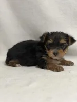 Mamie, a female Yorkshire Terrier for sale in Schoharie, NY – Photo 1 of 2