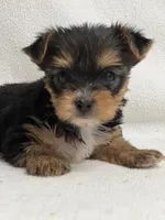 Mamie, a female Yorkshire Terrier for sale in Schoharie, NY – Photo 2 of 2