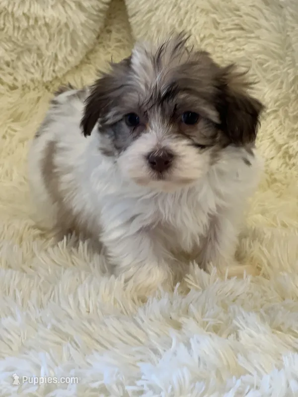 Sue – Havanese puppy for sale in Schoharie, NY