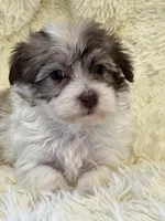 Sue, a female Havanese for sale in Schoharie, NY – Photo 2 of 2