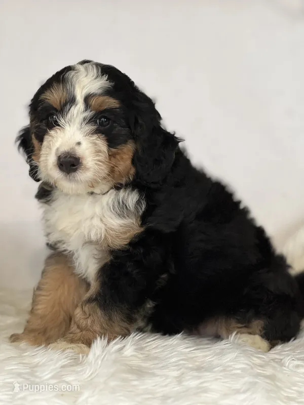 Astor — Bramble & Bern’s Astor at Midnight – Cavalier King Charles Spaniel, Miniature Bernedoodle puppy for sale in Schoharie, NY