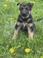 Lulu, a female German Shepherd Dog for sale in Schoharie, NY – Photo 2 of 3